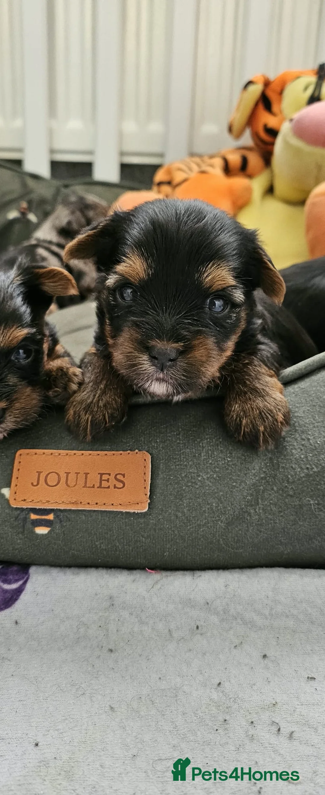 Yorkshire Terrier dogs for sale: Beautiful little Girl 💕Tiny Yorkshire Terrier  - Advert 27