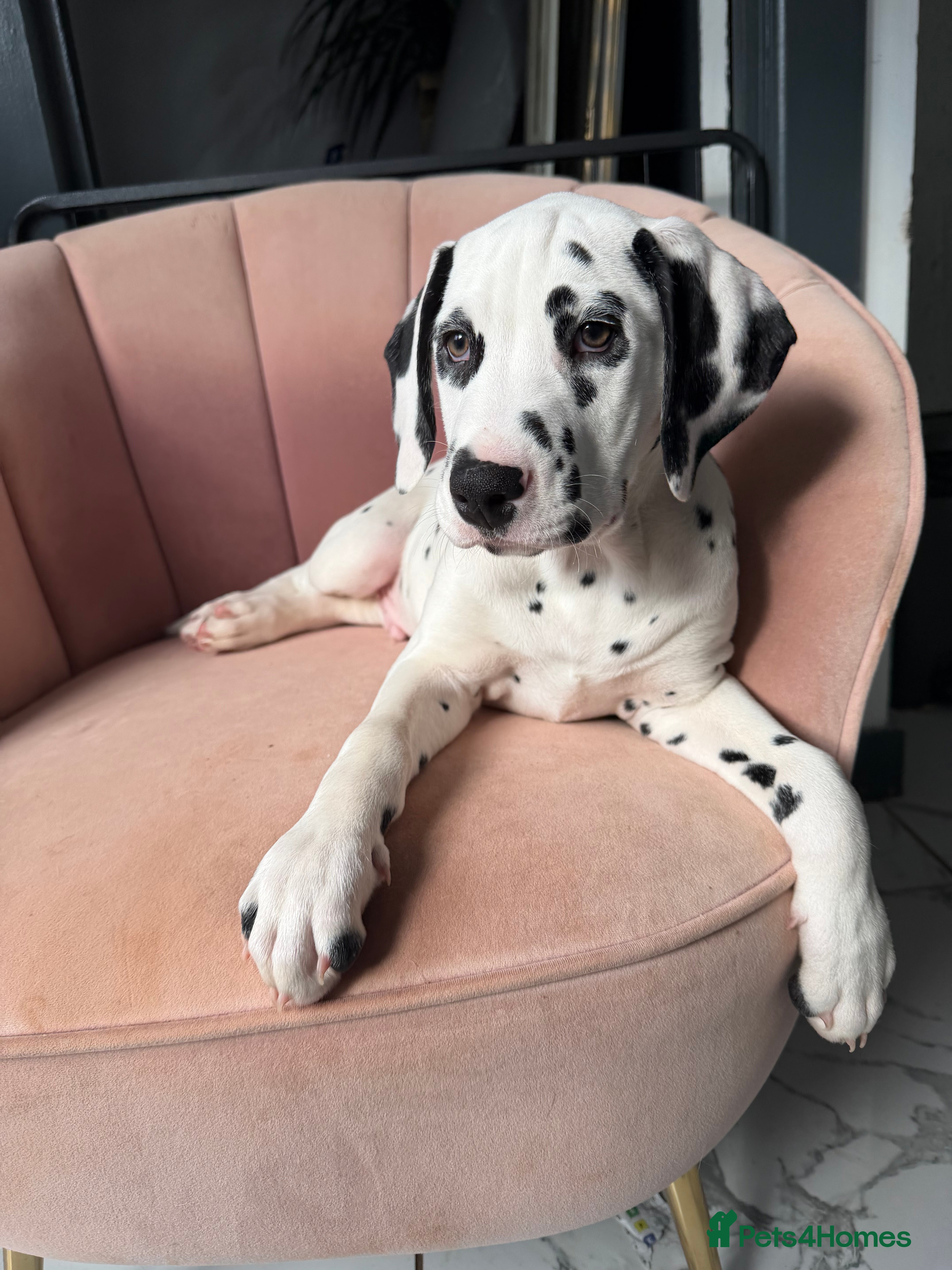 Dalmatian dogs KC Reg Dalmatian Puppies Black & Liver Ready Now - Advert 5