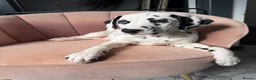 Dalmatian dogs for sale: KC Reg Dalmatian Male Puppy Ready Now - Advert 14