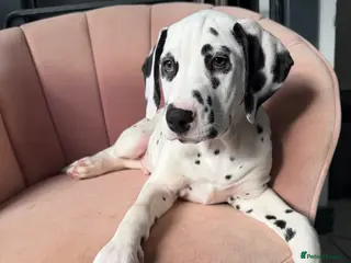 Dalmatian dogs KC Reg Dalmatian Puppies Black & Liver Ready Now - Advert 5