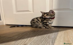 Bengal cats for sale: Ava’s Finest Pure Bengals, THREE Kittens Left. . . in Northampton - Image 24