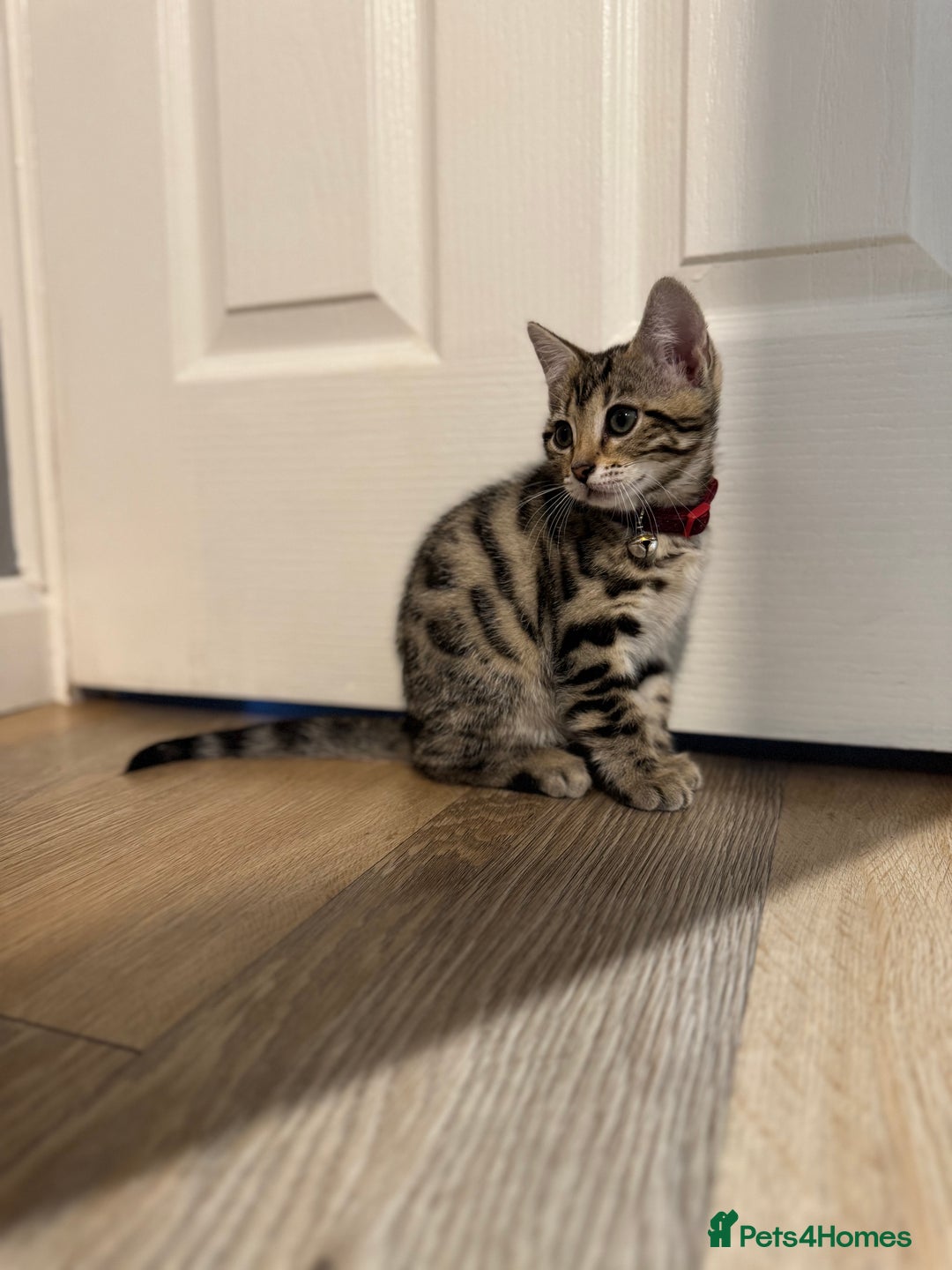 Bengal cats for sale: Ava’s Finest Pure Bengals, THREE Kittens Left. . . in Northampton - Image 24