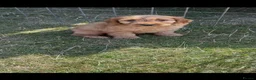 Cockapoo dogs for sale: Healthy cockapoos  - Advert 8