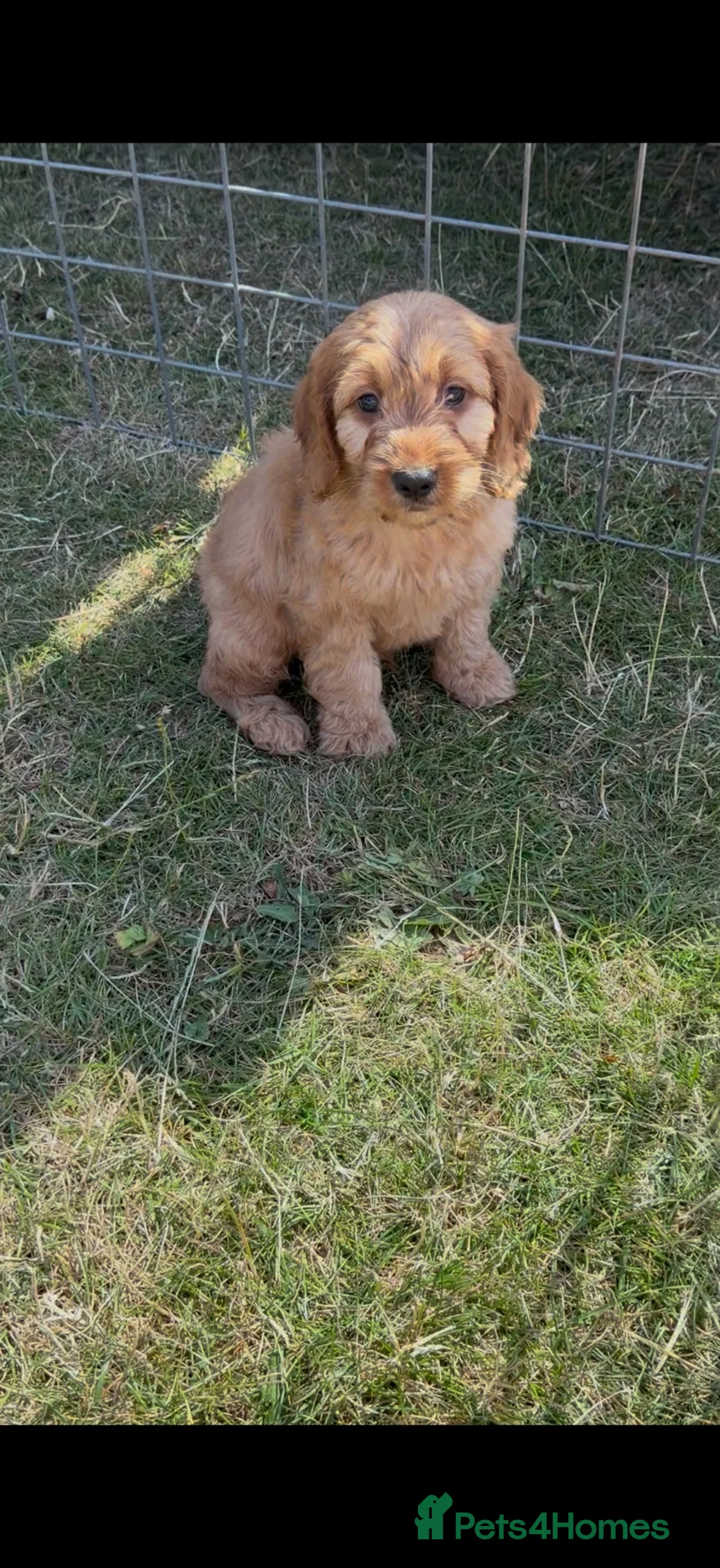 Cockapoo dogs for sale: Healthy cockapoos  - Advert 8
