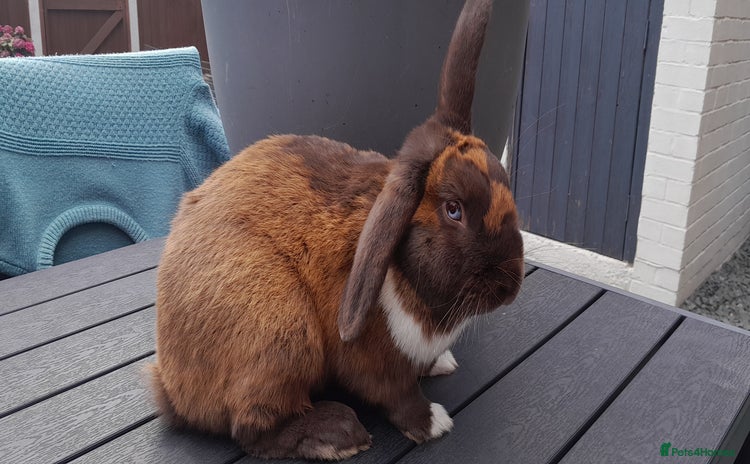 Mixed Breed rabbits - Advert 1