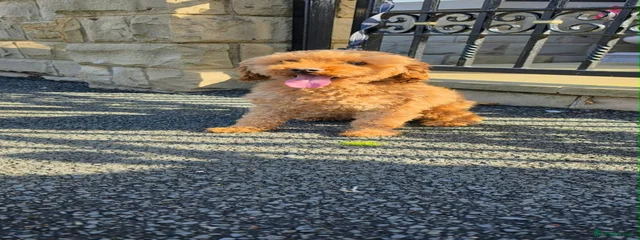 Fudge