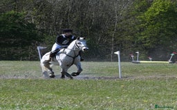 English Warmblood horses for sale: 16hh Schoolmistress  - Image 29