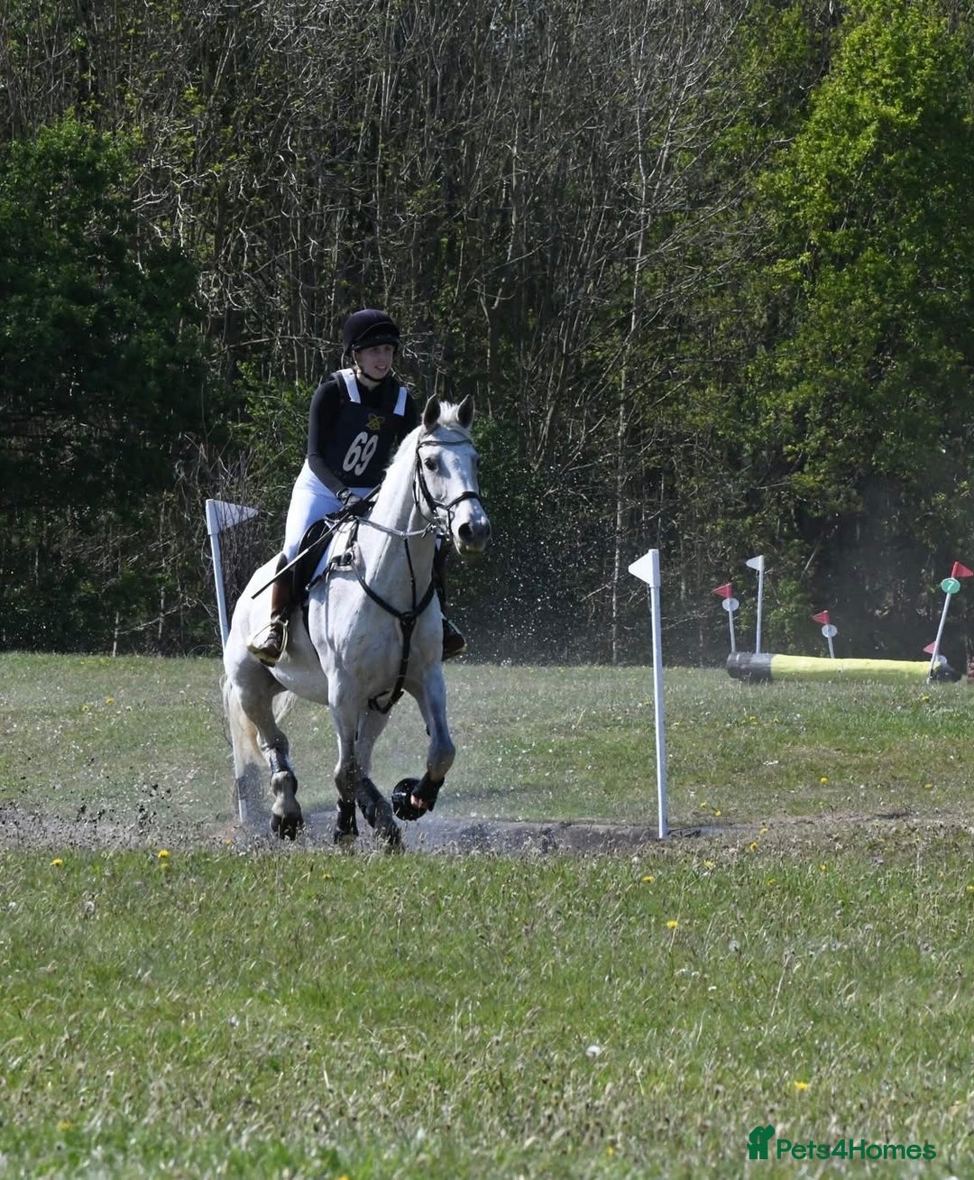 English Warmblood horses for sale: 16hh Schoolmistress  - Image 29