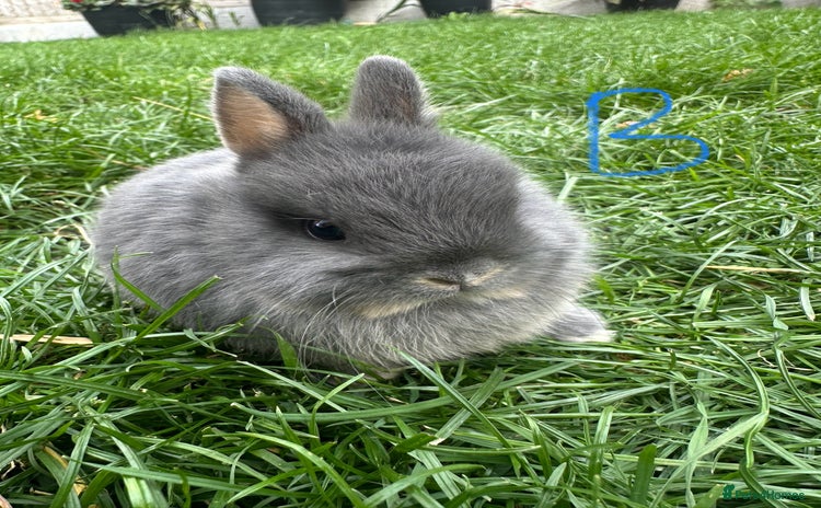 Netherland Dwarf rabbits - Advert 1