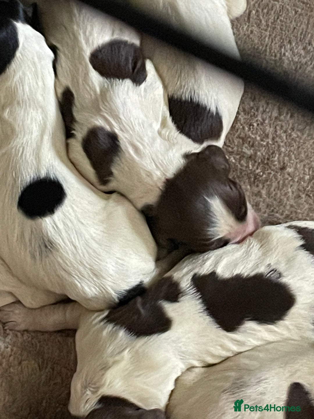 Sprocker dogs for sale: Sprocker puppys - Image 9