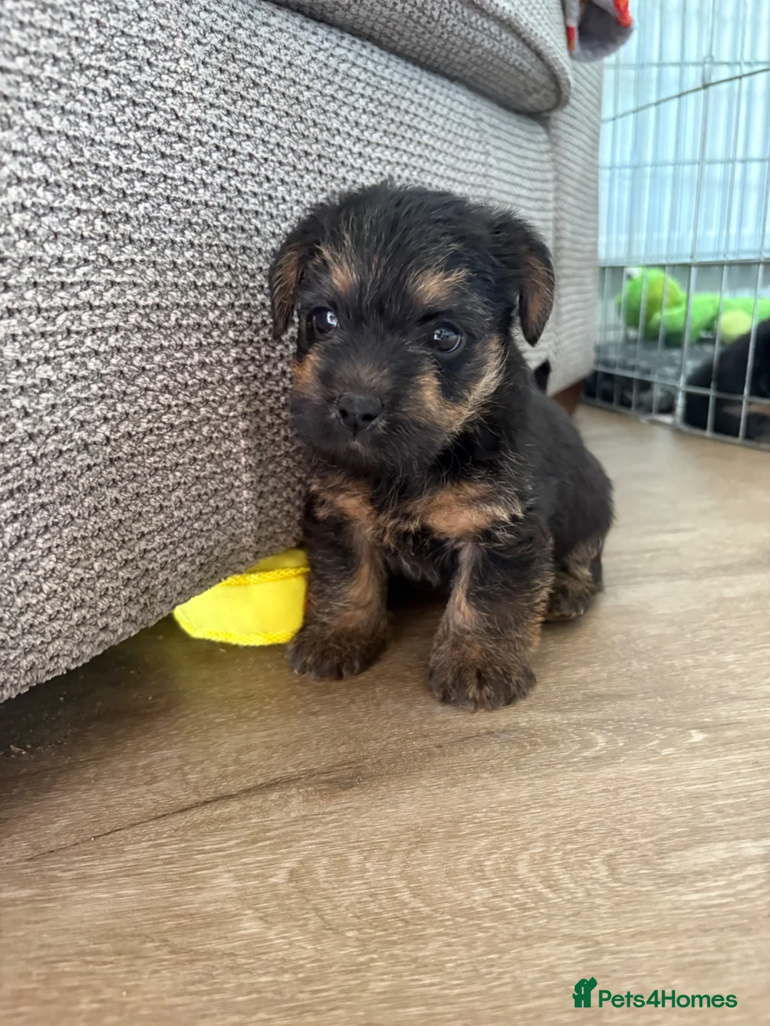 Mixed Breed dogs for sale: Norfolk Terrier Puppies in Fakenham - Advert 2