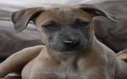 Mixed Breed dogs for sale: Mixed Breed w/Lurcher Mix Puppies ready for a home - Image 7