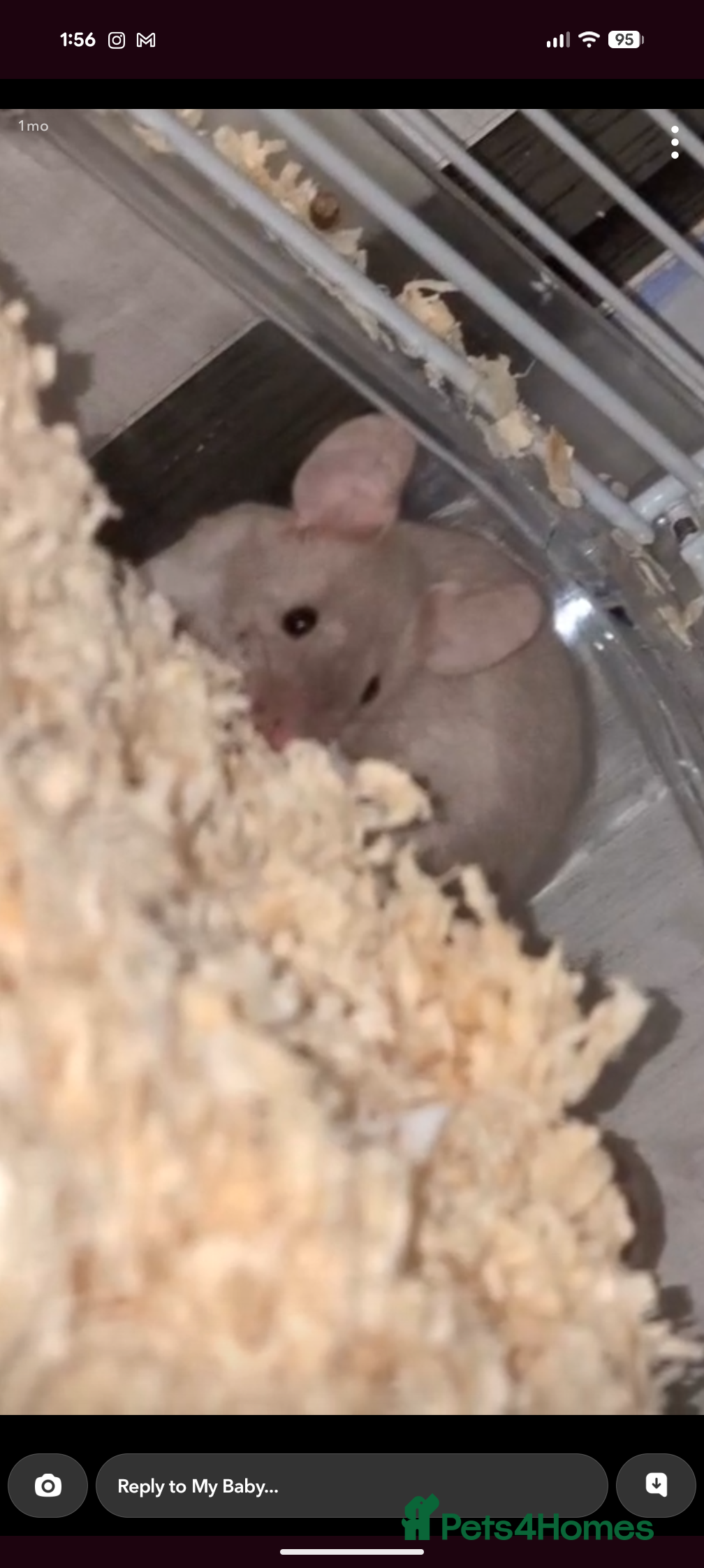 Mouse rodents 2 Male Mice For Sale - Advert 14