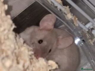 Mouse rodents 2 Male Mice For Sale - Advert 4