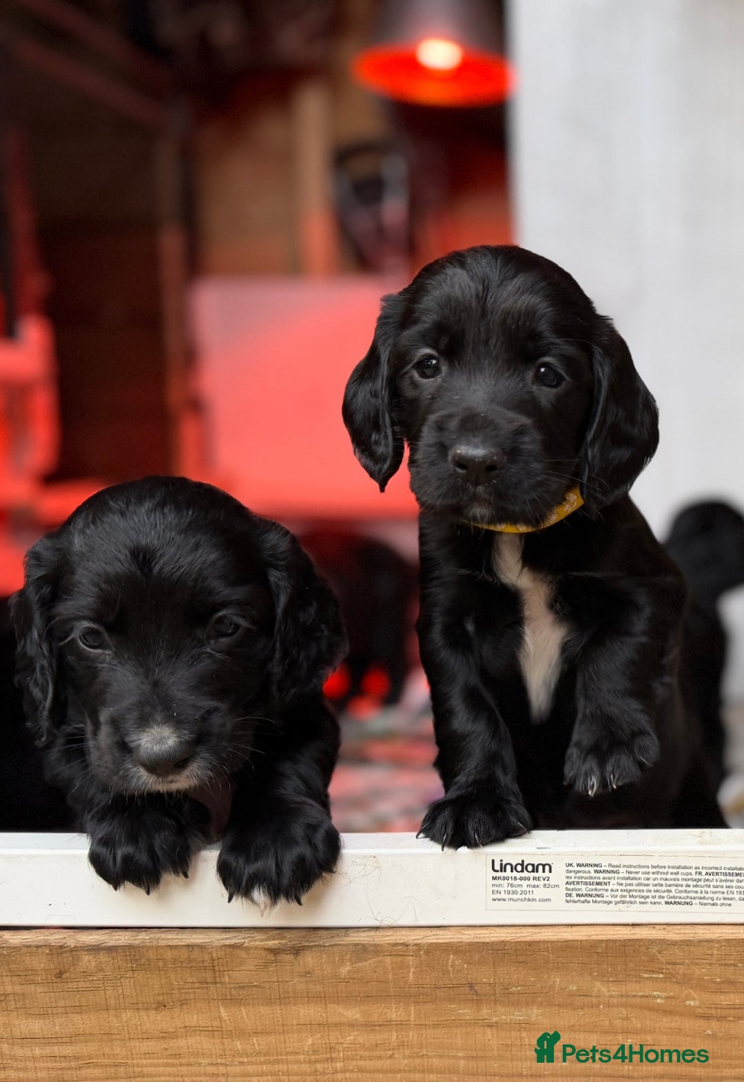 Cocker Spaniel dogs for sale: KC REG Cocker Spaniels - Image 8