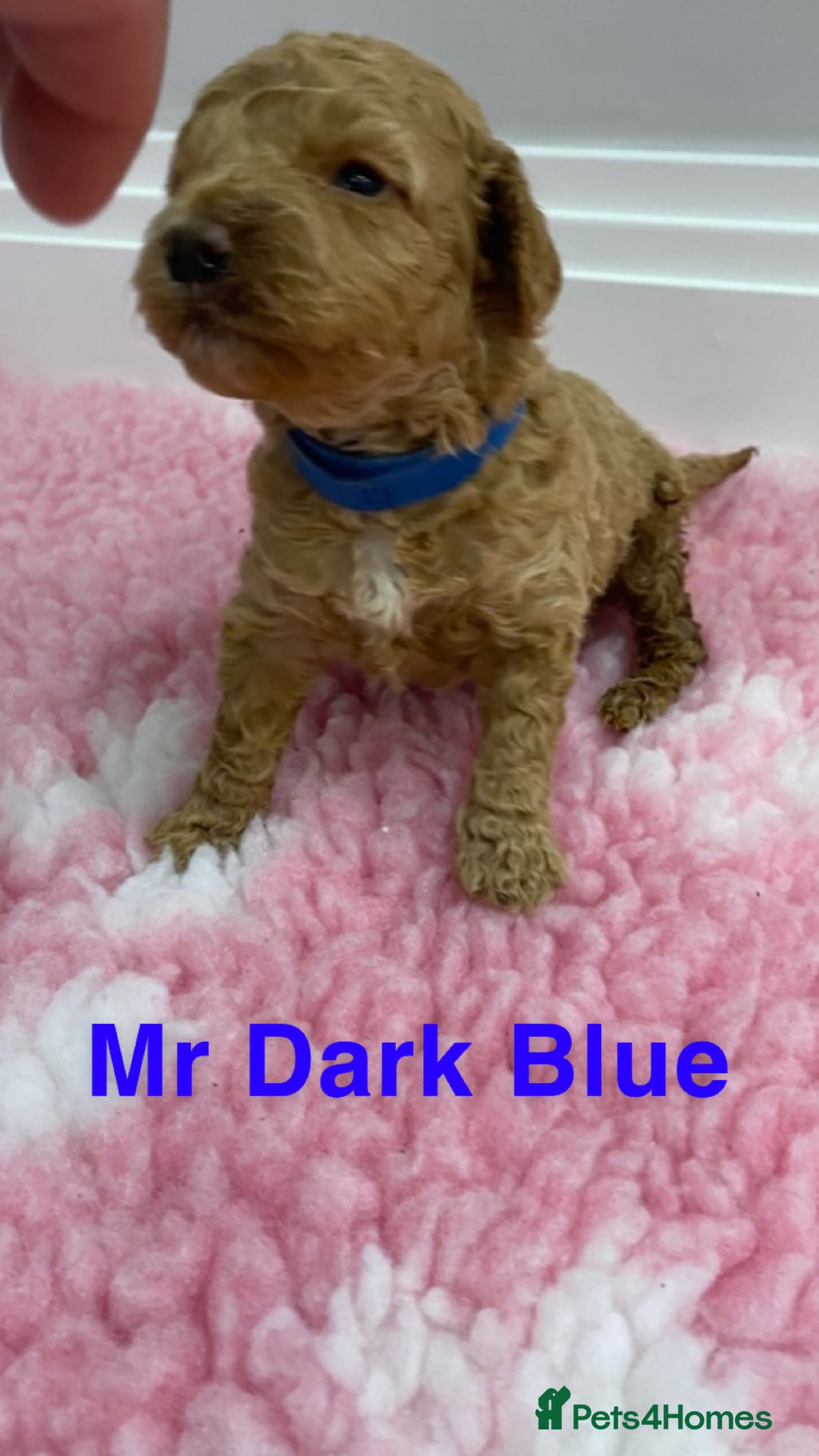 Labradoodle dogs for sale: Multi- Generation Toy/Mini parti Labradoodles   - Advert 27