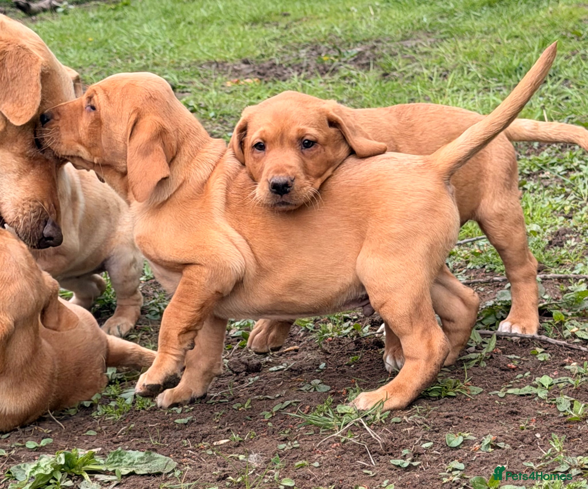 Labrador Retriever dogs for sale: Labrador puppies  - Advert 1