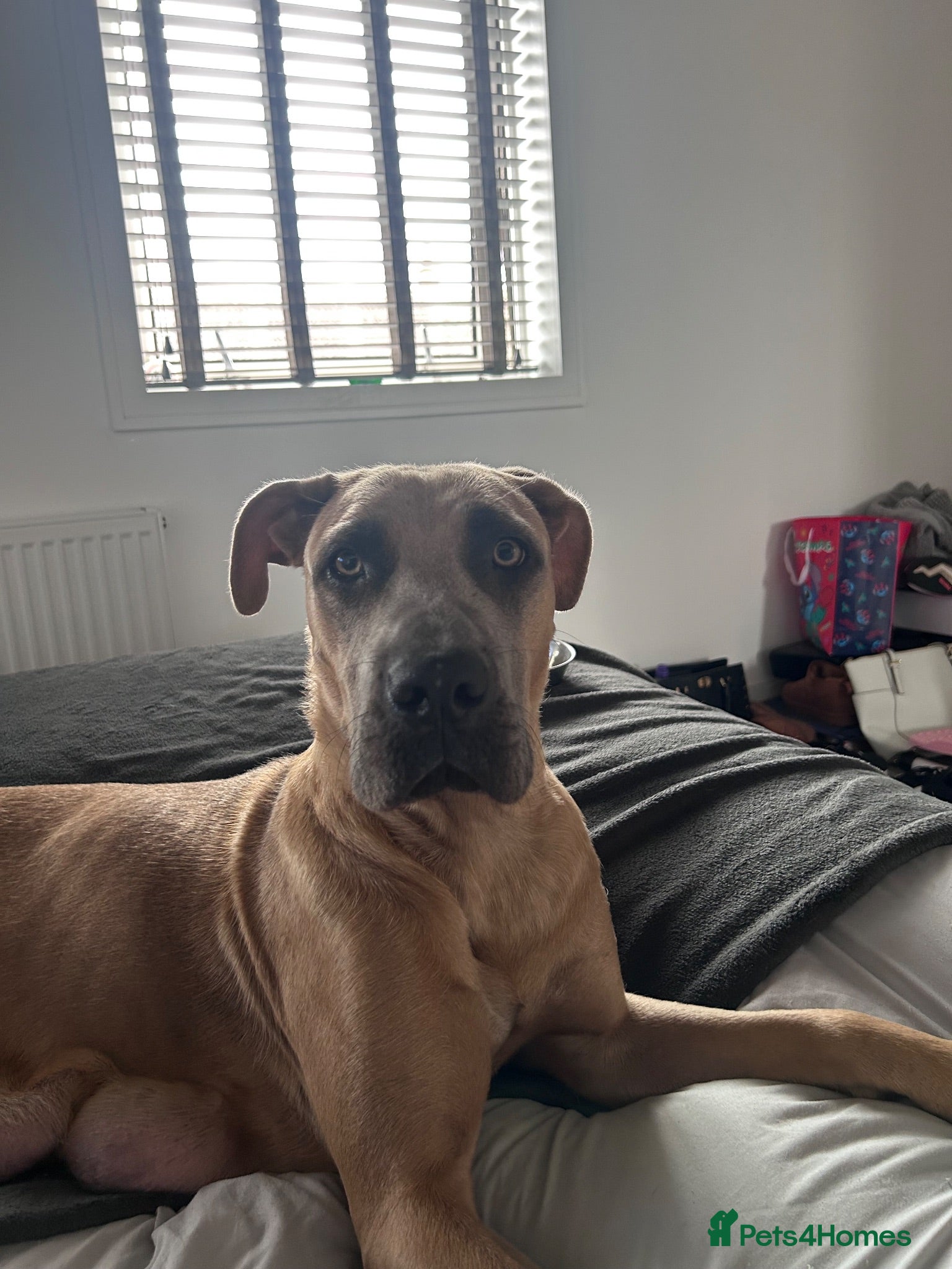 Mixed Breed dogs Mastiff x puppies  - Advert 1