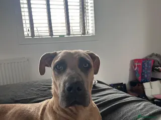 Mixed Breed dogs Mastiff x puppies - Advert 10