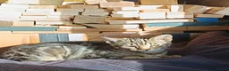 Mixed Breed cats for sale: Ready for a new house - Advert 4