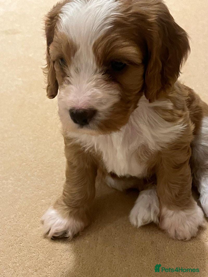 Cockapoo dogs stunning litter of Cockapoo puppies for sale. - Advert 2
