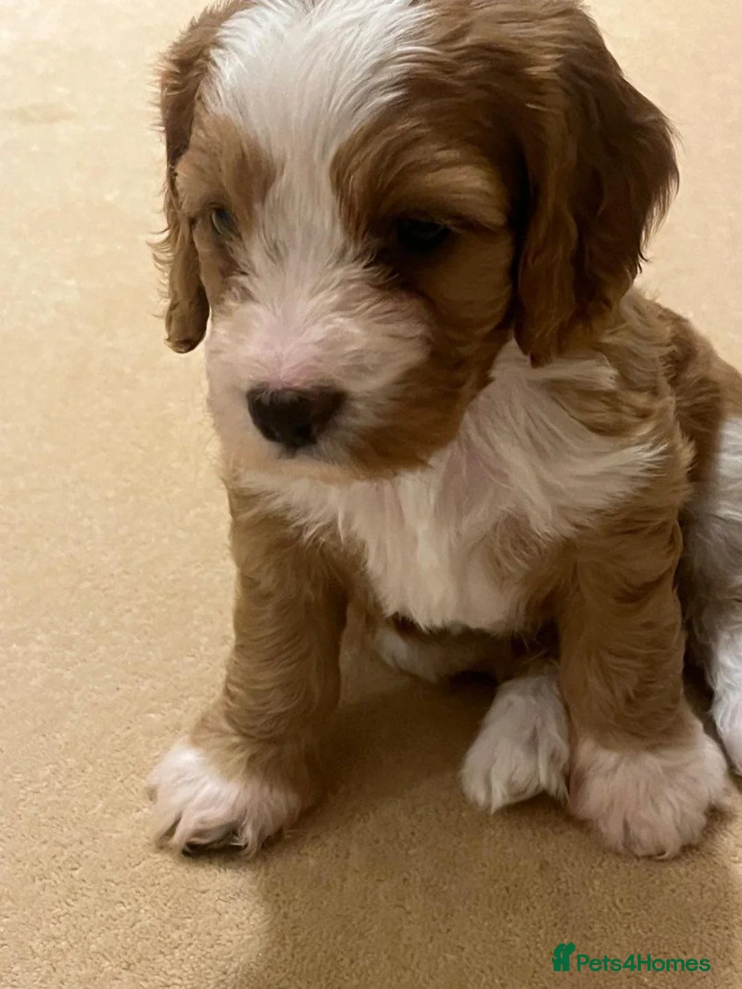 Cockapoo dogs for sale: stunning litter of Cockapoo puppies for sale. in Penzance - Advert 1
