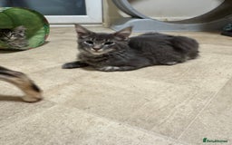Maine Coon cats for sale: Price reduced   PEDIGREE MAINECOON KITTENS  - Image 11