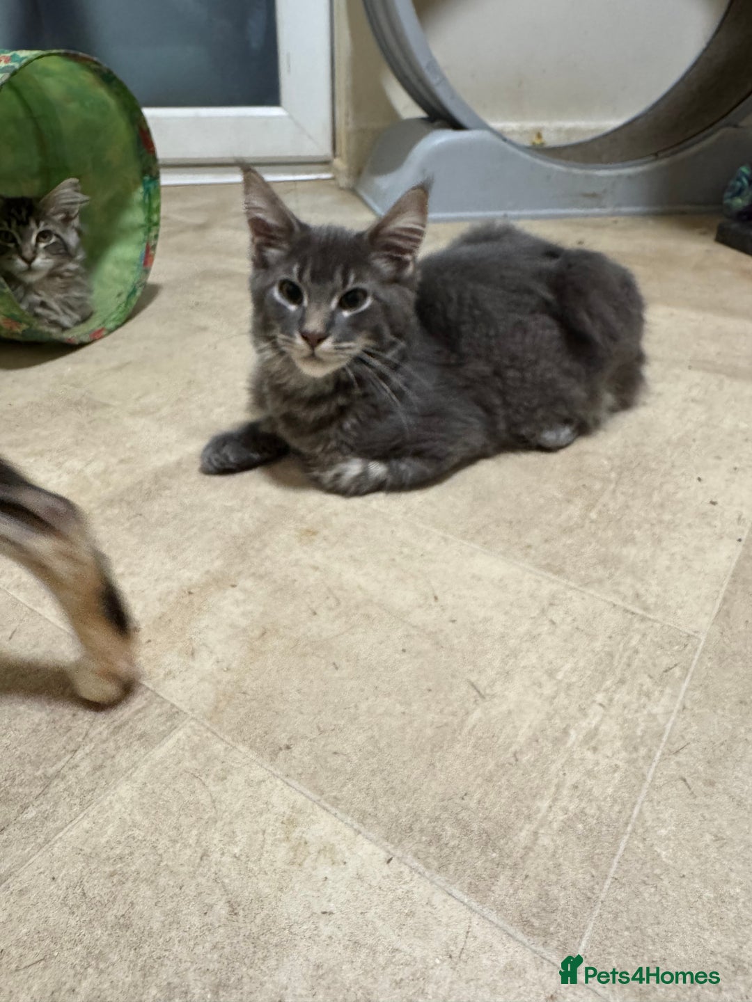 Maine Coon cats for sale: Price reduced   PEDIGREE MAINECOON KITTENS  - Image 11