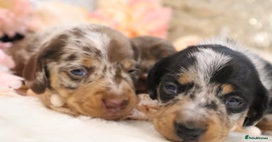 Miniature Dachshund dogs - Advert 7