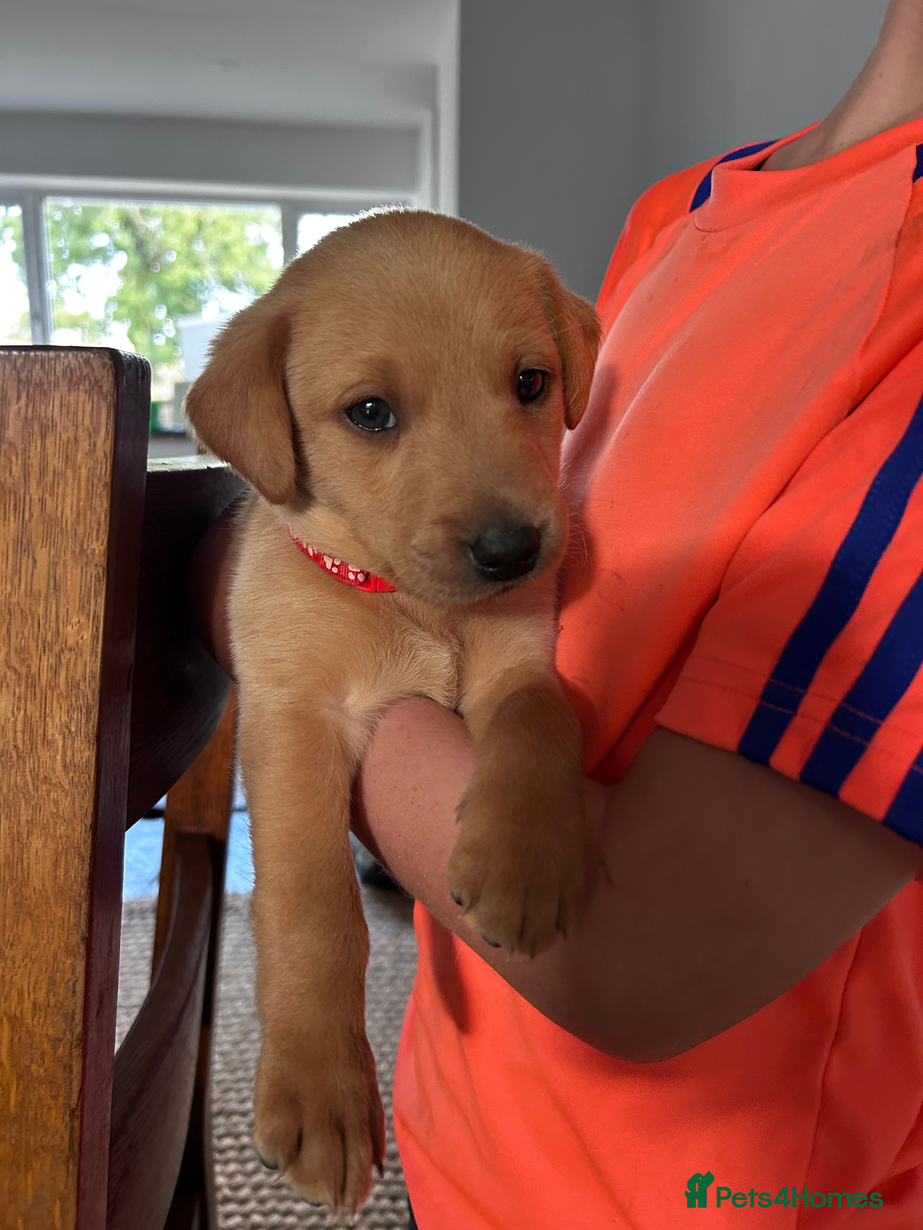 Labrador Retriever dogs Fox Red Labrador Puppies  - Advert 2