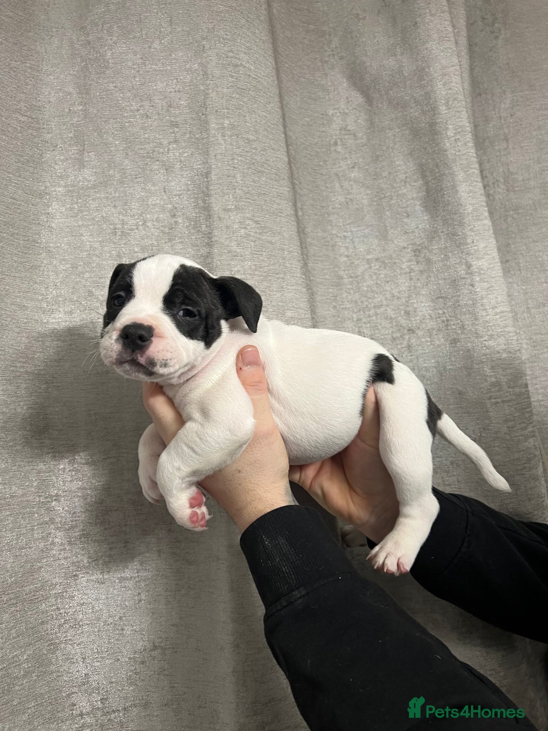 Staffordshire Bull Terrier dogs for sale: BEAUTIFUL STAFFY LITTER STUNNING COLOURS - Image 4
