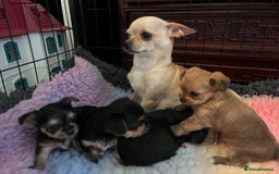 Chorkie dogs for sale: Chorkie puppies  - Image 14