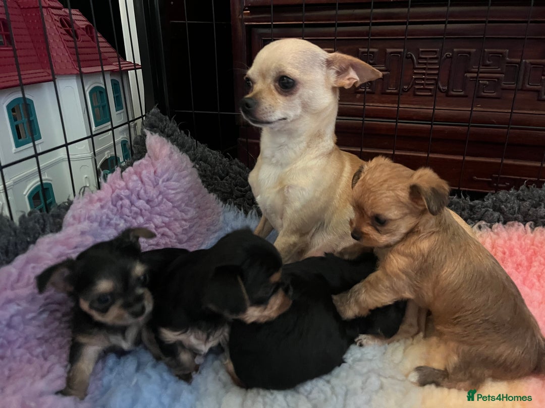Chorkie dogs for sale: Chorkie puppies  - Image 14