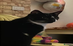 Domestic Shorthair cats for sale: Heart breaking decision  - Image 3