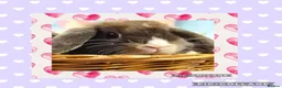Mini Lop rabbits for sale: ***Stunning Loving Natured Baby Minilops*** - Advert 1