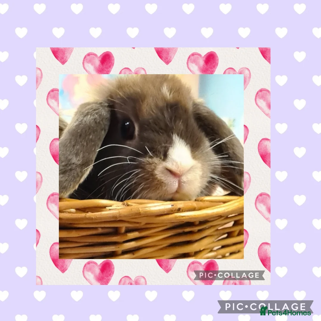 Mini Lop rabbits for sale: ***Stunning Loving Natured Baby Minilops*** - Advert 1