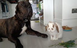 Presa Canario dogs for stud: Perro de Presa Canario for stud  - Image 8