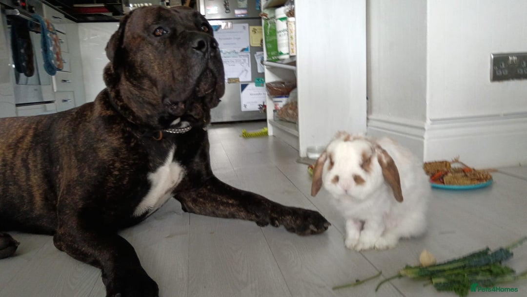 Presa Canario dogs for stud: Perro de Presa Canario for stud  - Image 8