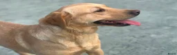 Labrador Retriever dogs for sale: KC REGISTERED LABRADOR PUPPIES - Advert 2