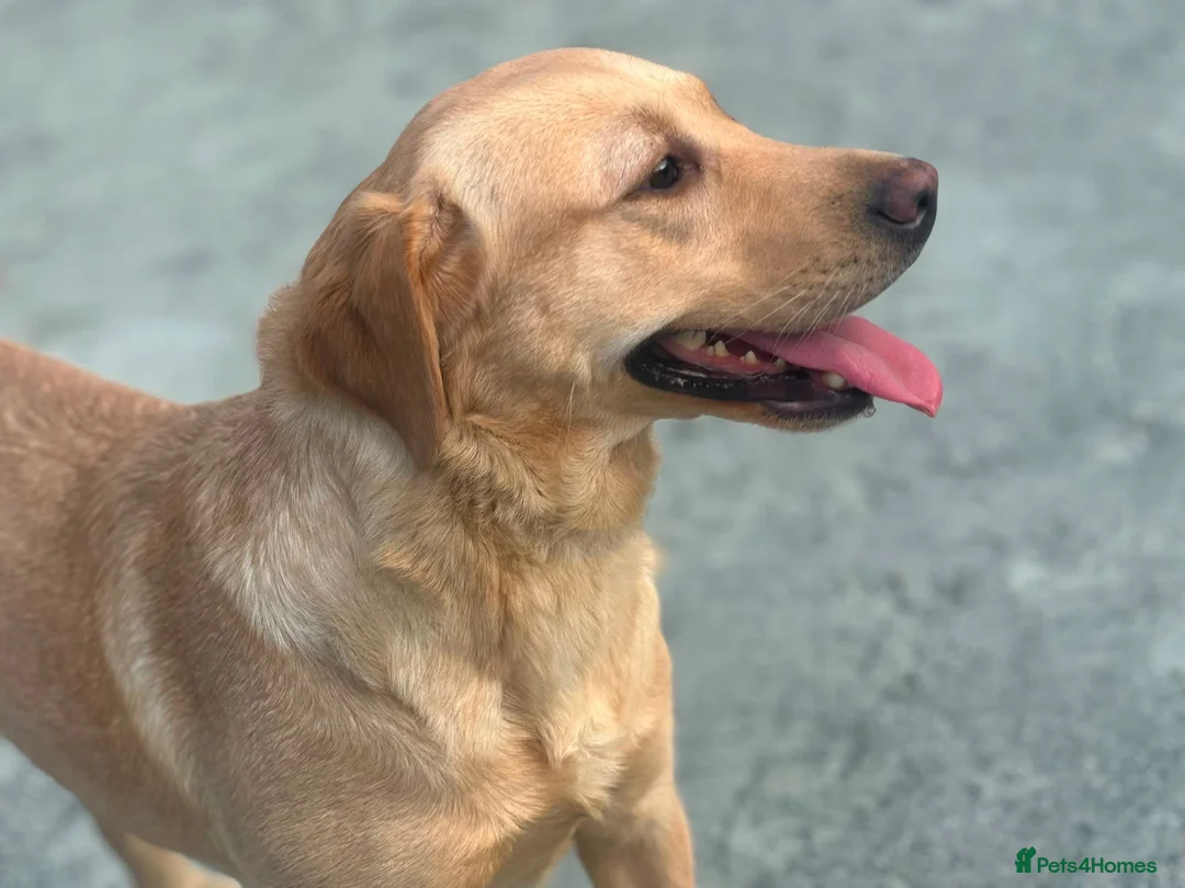 Labrador Retriever dogs for sale: KC REGISTERED LABRADOR PUPPIES - Advert 2