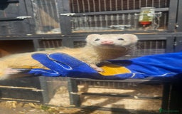 Ferret rodents for sale: 2 Jills (Need to go today) - Image 1