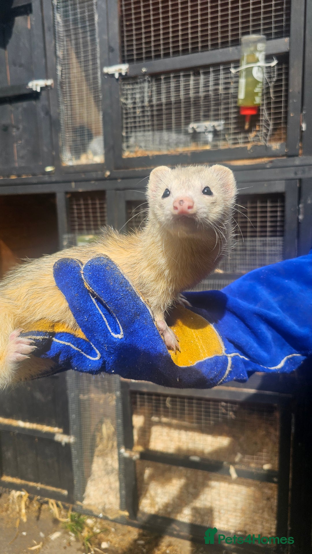 Ferret rodents for sale: 2 Jills (Need to go today) - Image 1