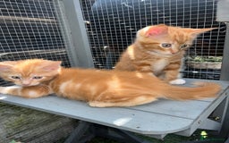 Maine Coon cats for sale: Maine Coon x Domestic Shorthair  - Image 27