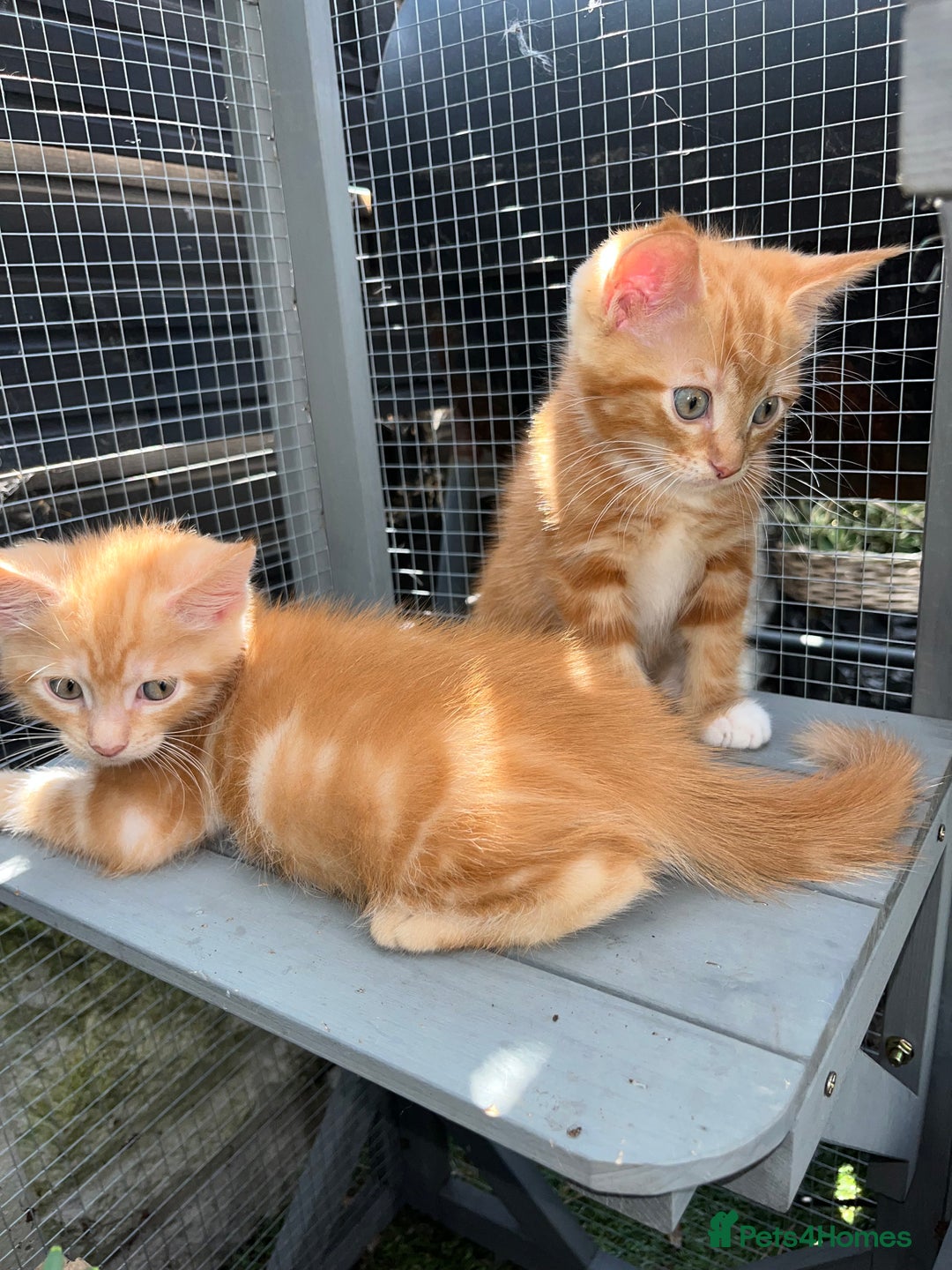 Maine Coon cats for sale: Maine Coon x Domestic Shorthair  - Image 27