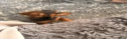 Miniature Dachshund dogs for sale: Last two beautiful mini dachshunds  - Advert 10