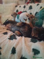 Mixed Breed dogs - Advert 5