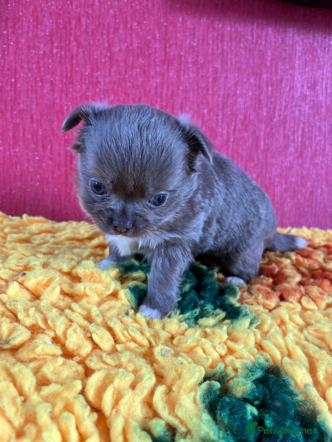 Chihuahua dogs for sale: Handsome KC Chihuahua Boy - Image 4