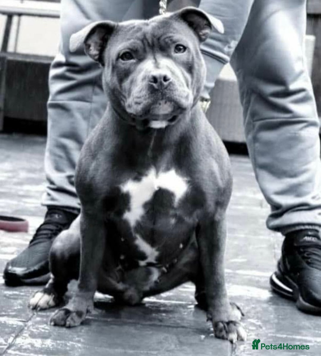 Staffordshire Bull Terrier dogs for sale: Blue Staffordshire Bull Terrier Champion Pup - Advert 19