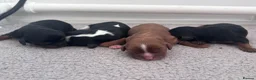 Cavalier King Charles Spaniel dogs for sale: Absolutely Beautiful King Charles Cavaliers  in Chessington - Advert 4