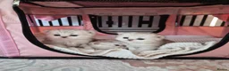 Persian cats for sale: Pure Persian silver chinchilla - Advert 4
